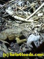 /home//u458753944/public_html/sourcegallery//////Roxborough Toad Detour/2013-2019/2013/2013-04-09/P1120047.JPG